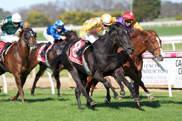 Blackberry Bomb overpowers Grinzinger Sun (image Inglis)