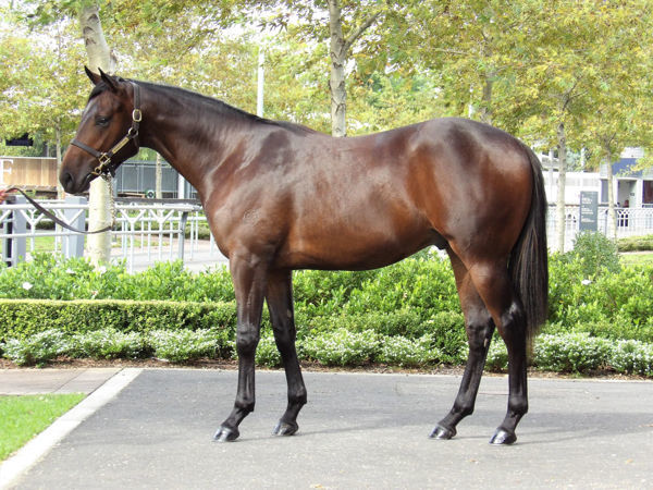 Blazing Harry a $180,000 Inglis Easter yearling