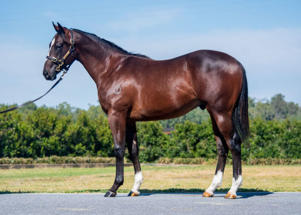 Blue Stratum a $130,000 Inglis Premier yearling