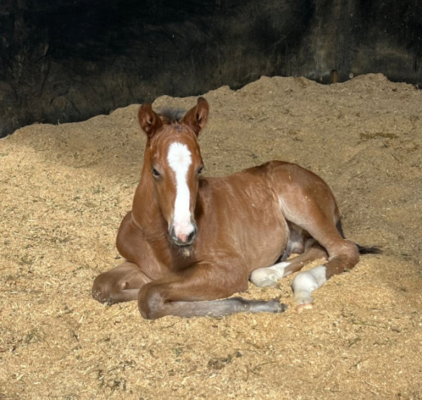 Best of Bordeaux colt from Holdin' My Own.