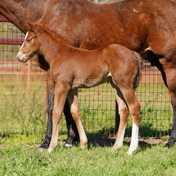 Best of Bordeaux x Serve and Volley (NZ) colt pictured at Baramul Stud