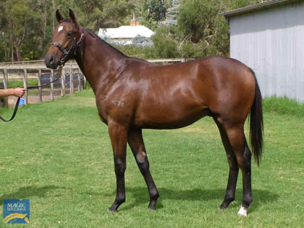 Bolted In a $40,000 Adelaide Magic Millions yearling