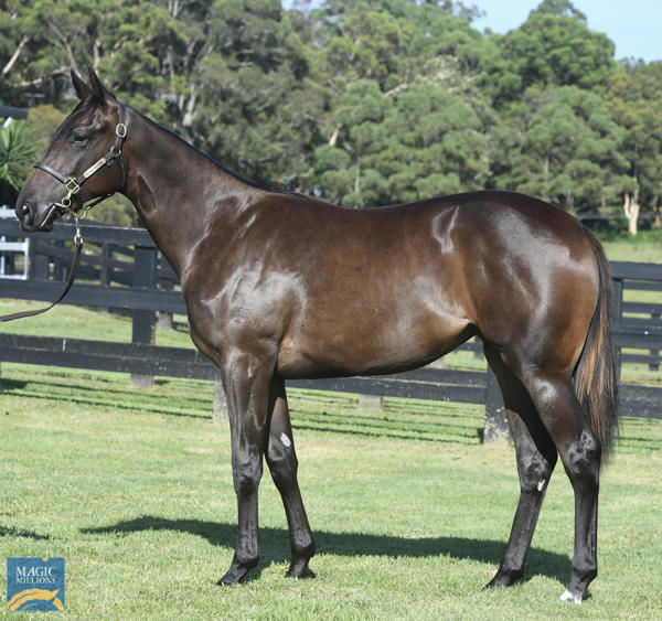 Boognish a $180,000 Adelaide Magic Millions yearling