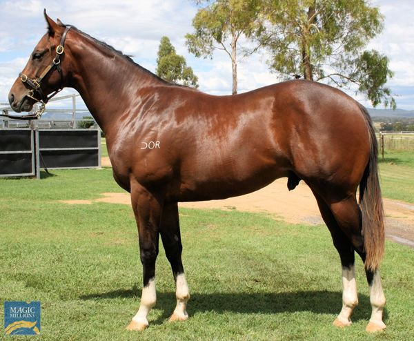 Boomster a $50,000 March Magic Millions yearling