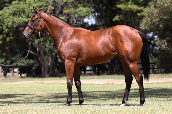 Bound For Home a $50,000 Inglis Premier yearling