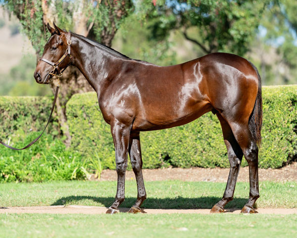 Brave One a $300,000 Inglis Easter yearling