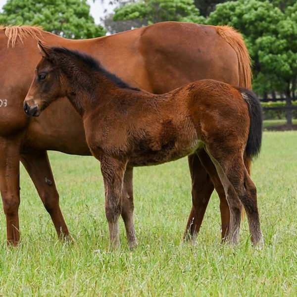 Magna Grecia x Heaven's Touch filly