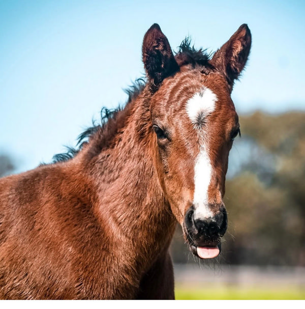 The first foal of Away Game is Lot 185 at Magic Millions 2025