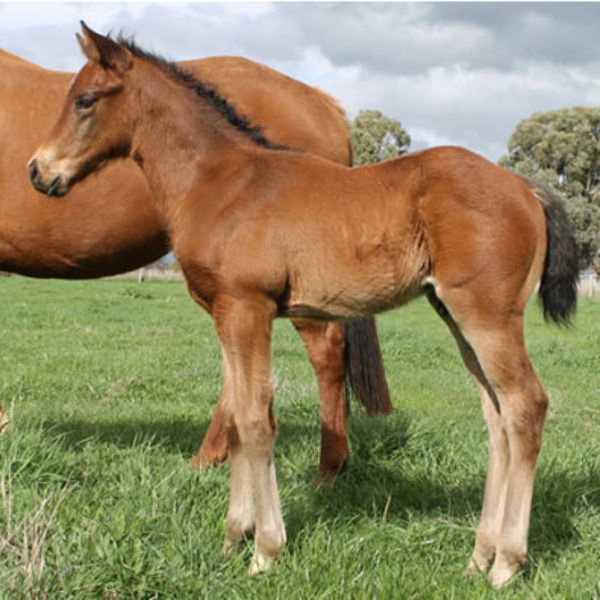 Bruckner x Lisa in Green colt at Highpoint Lodge, Vic.