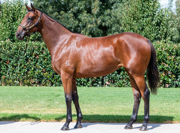 Brigidine Gal purchased as a yearling for $5,000 on Inglis Digital