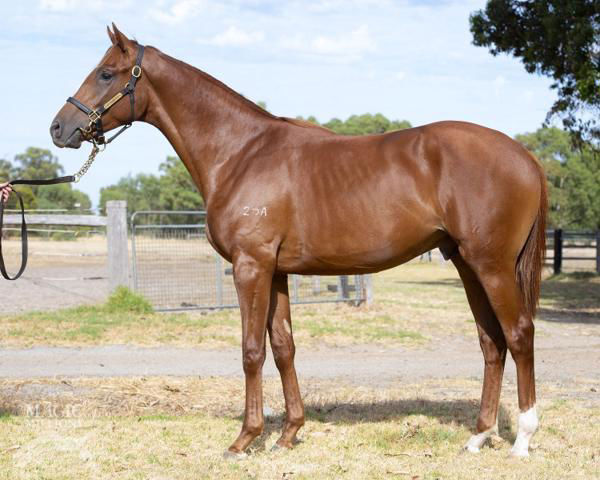 Buster Bash a $10,000 yearling