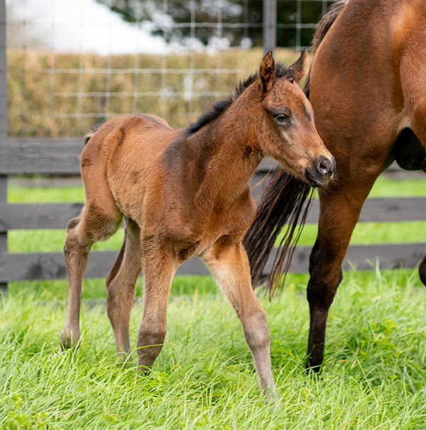 Almanzor colt from Rose Meer.