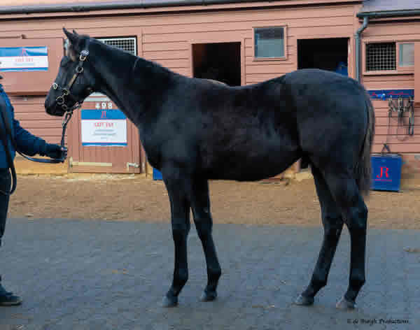 Calyx colt from Dazzling Rose