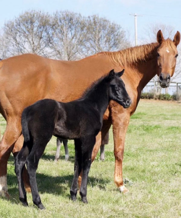 D'Argento colt from Purple Blood.