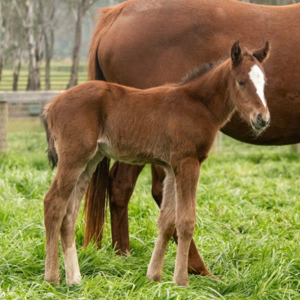 Diatonic (Jpn) colt from blue blood Galileo mare Mawajib (IRE).