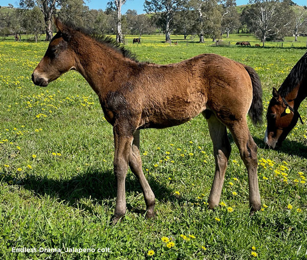 Endless Drama (IRE) colt from Jalapeno.