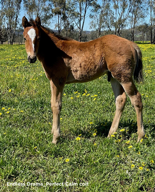 Endless Drama (IRE) colt from Perfect Calm.