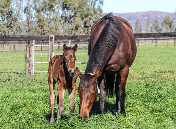 Exceedance colt from Catchulata at Sledmere Stud.