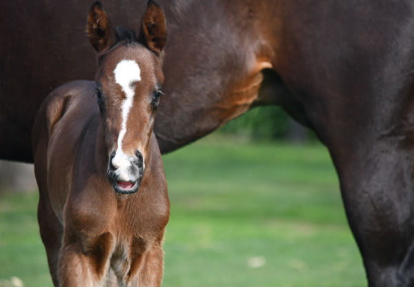 The first foal for dual G1 winner Grunt.