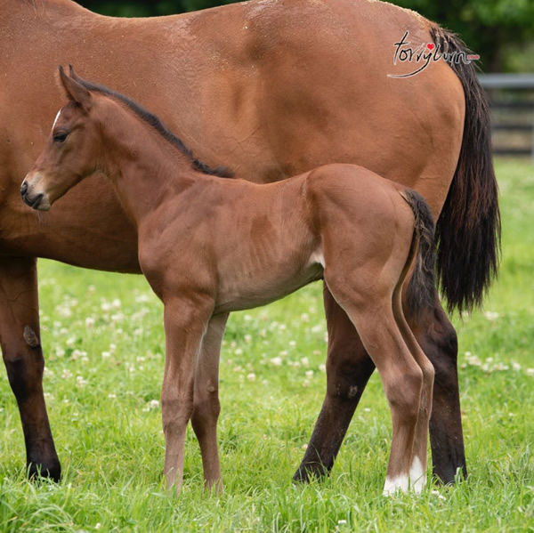 The pride of Torryburn Stud, the full brother to Home Affairs.