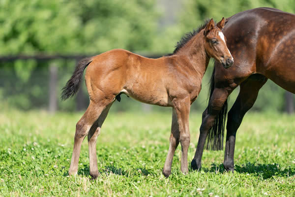 Ole Kirk colt from Plaque