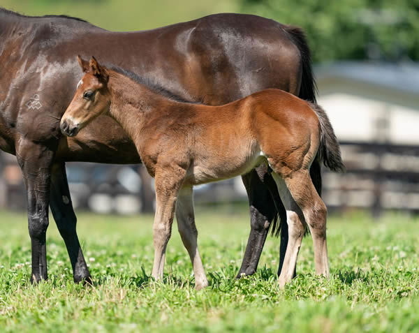 Ole Kirk colt from Silent Rush