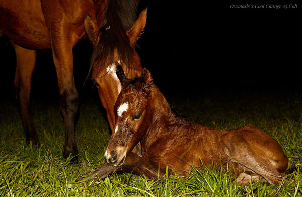 Ozzmosis colt from Cool Change (NZ).