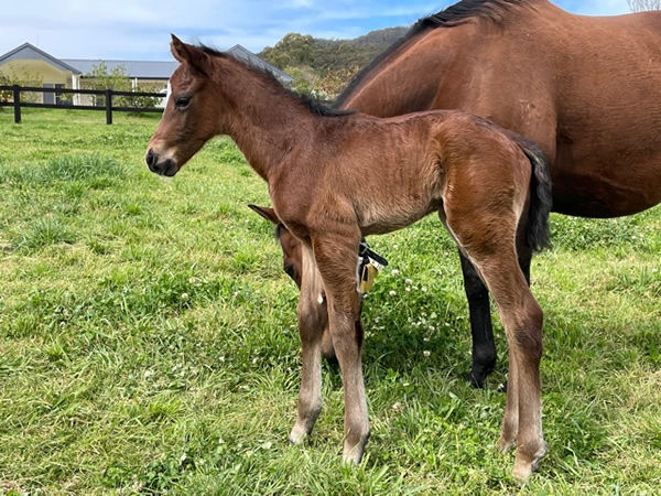 Royal Meeting (IRE) colt from Flying Strike.