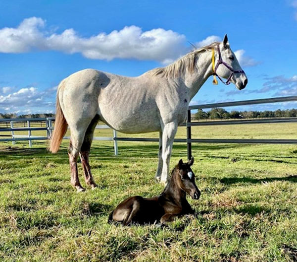 Simply Spiteful and her colt foal by Sebring Sun. 