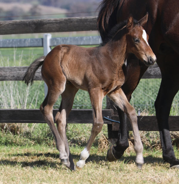 2023 colt foal by Snitzel from Madam Rouge - sale topper next year?