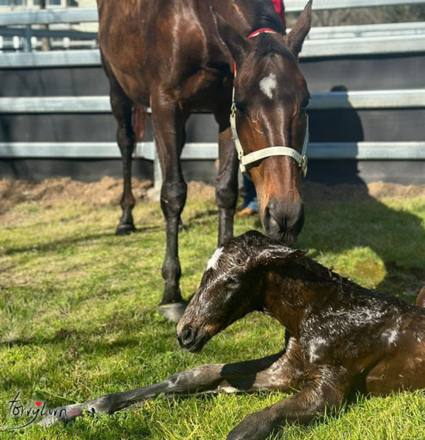 The Autumn Sun colt from Isle of Capri.