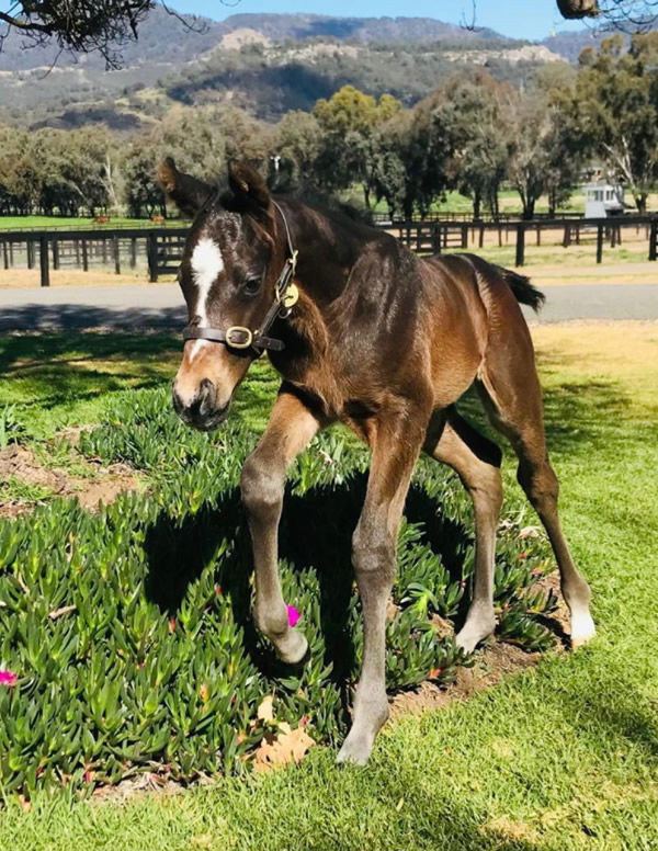 Tassort colt from Buroog.