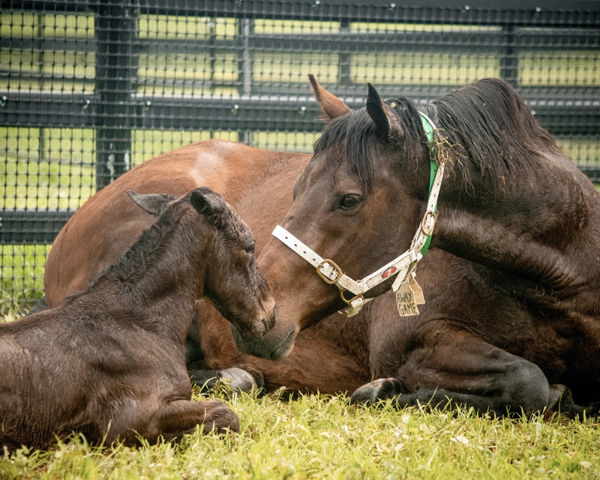 Away Game pictured with her Written Tycoon colt born last spring at Yulong.