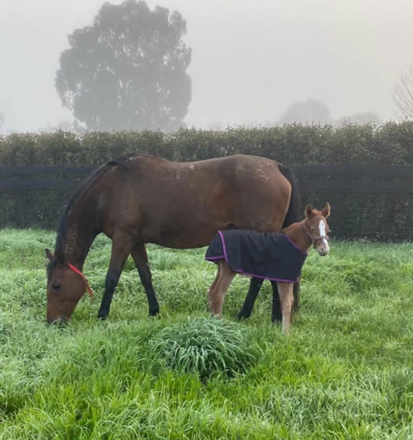 Gilgai Farm Tweeted this image of Naturale and her Written Tycoon colt.