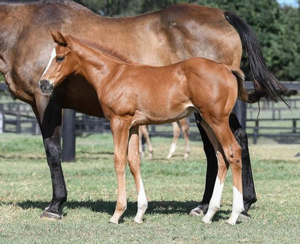 Yes Yes Yes colt from Pretty Penny born at Coolmore on Christmas Eve.