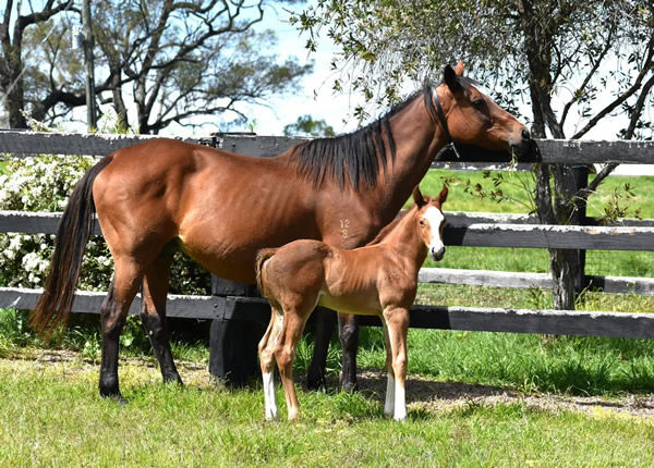 Streama and her Yes Yes Yes colt born last spring.