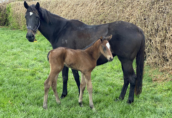 Opulence with her hours-old colt foal by Zed, a brother to champion mare Verry Elleegant and recent Winter Cup placegetter Verry Flash.