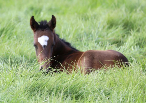 Zousain colt from Elusive Melody