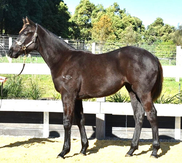 Calamari Ring Was A $140,000 Inglis Weanling Purchase