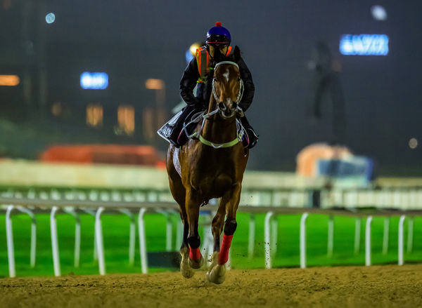 Can Starspangledbanner's California Spangle win the Al Quoz Sprint for Hong Kong? (image Grant Courtney)