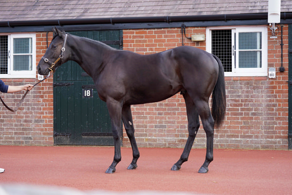 Camille Pissarro a 1,250,000gns Tattersalls October yearling