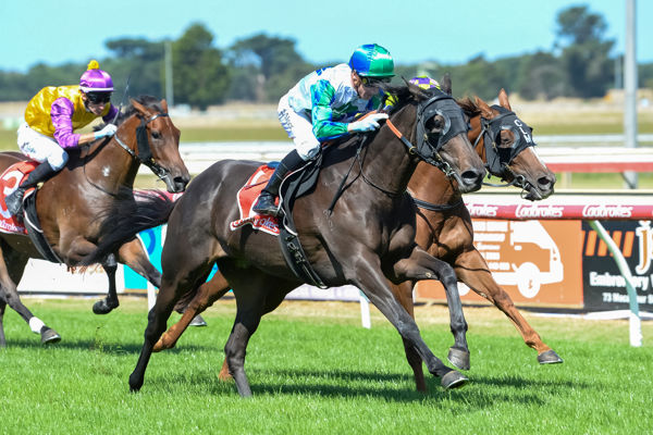 Candy Love rounds them up (image Ross Holburt/Racing Photos)