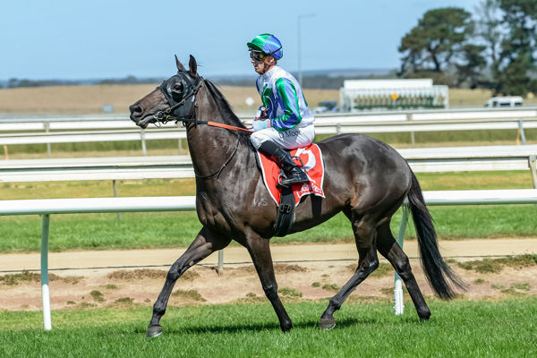 Candy Love - a Coolmore Classic on Saturday and Sale Maiden on Friday - a family that keeps on giving for Waikato (image Ross Holburt/Racing Photos)