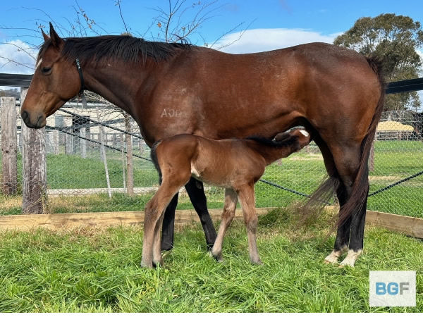 Capitalist filly from Choose Your Words - first foal of the year at Blue Gum Farm.