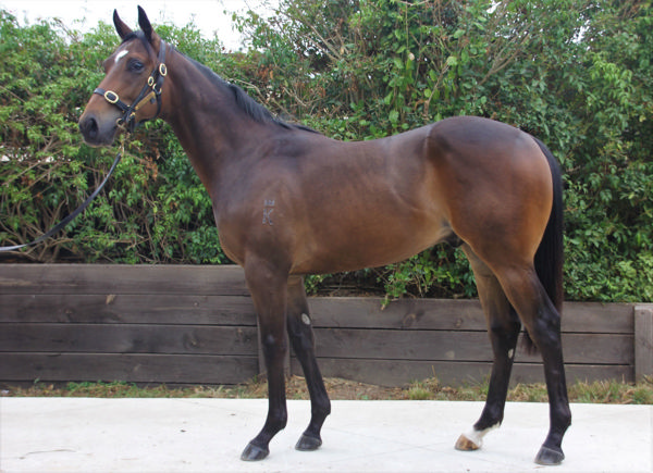 Capper Thirtynine a $45,000 Inglis Premier yearling