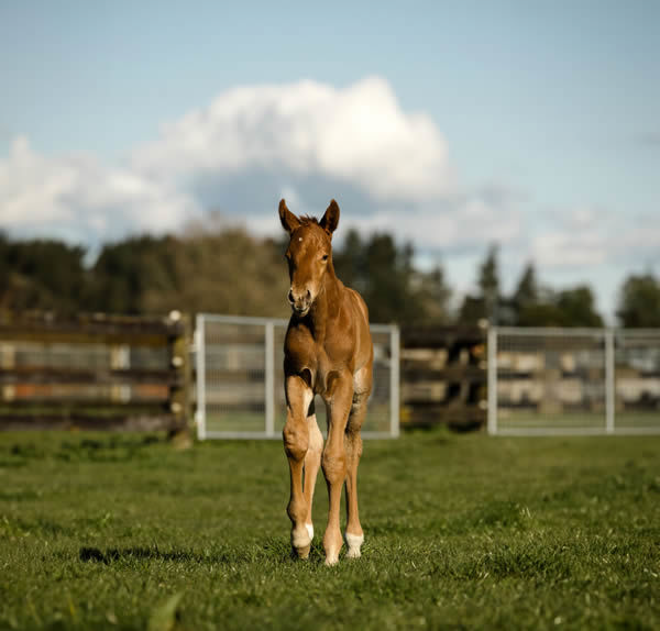 Captivant x Express Dreams (NZ) Colt (pictured at just 24hrs old)