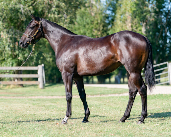 Carravilla a $130,000 Inglis Classic yearling