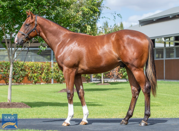 Cash a $1,100,000 Magic Millions yearling