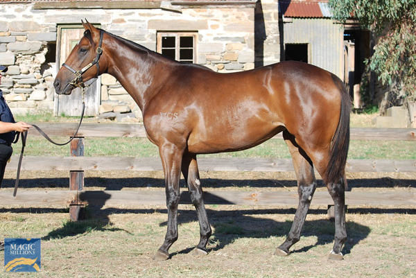 Caste a $90,000 Adelaide Magic Millions yearling