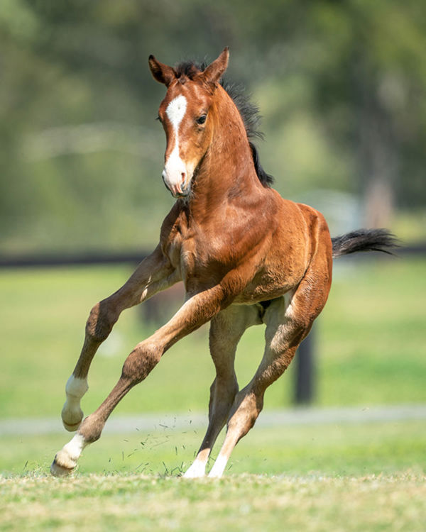 The 2022 Favourite Foal is headed to Karaka in 2024 as a pinhook. 